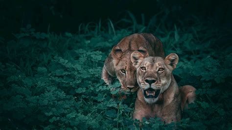 animal mkv|5,000+ Free Animals & Animal Videos, HD & 4K Clips .
